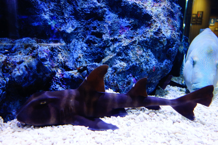 浅草をぶらぶら その21~すみだ水族館 その2_a0287336_127588.jpg