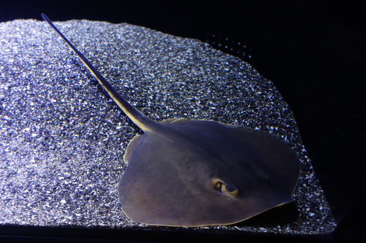 浅草をぶらぶら その21~すみだ水族館 その2_a0287336_1291474.jpg