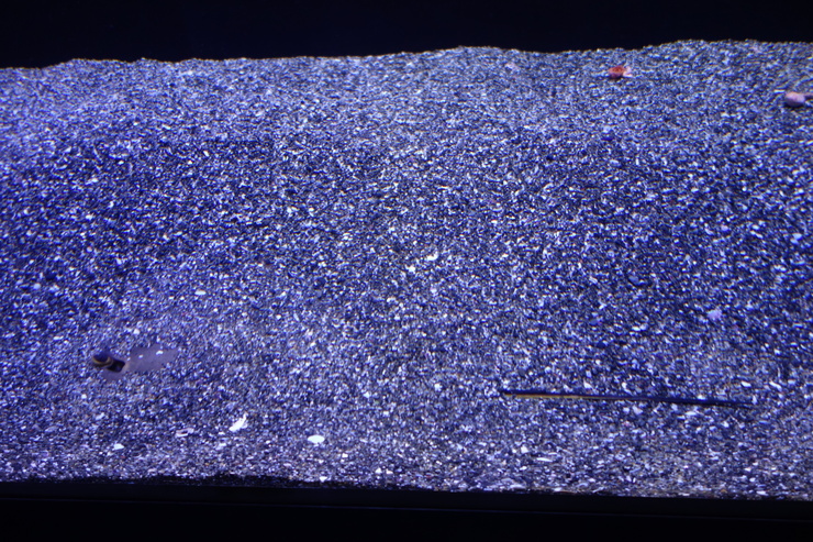 浅草をぶらぶら その21~すみだ水族館 その2_a0287336_1311490.jpg