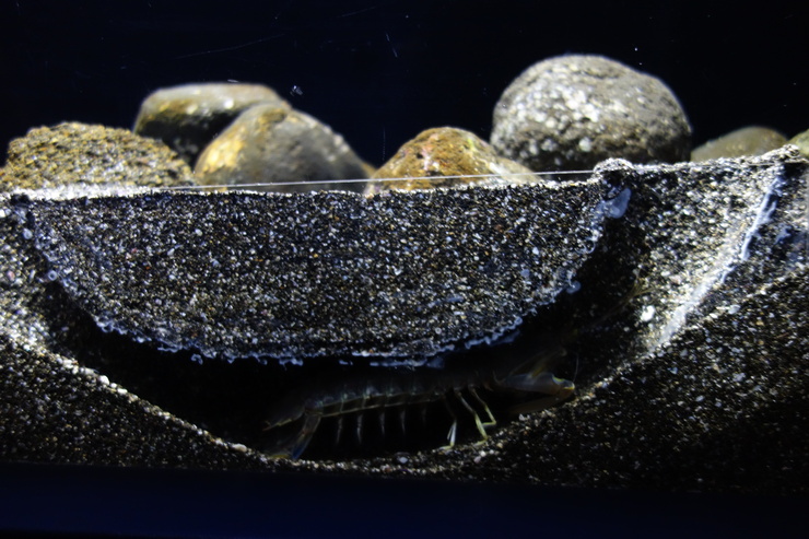 浅草をぶらぶら その21~すみだ水族館 その2_a0287336_1312438.jpg