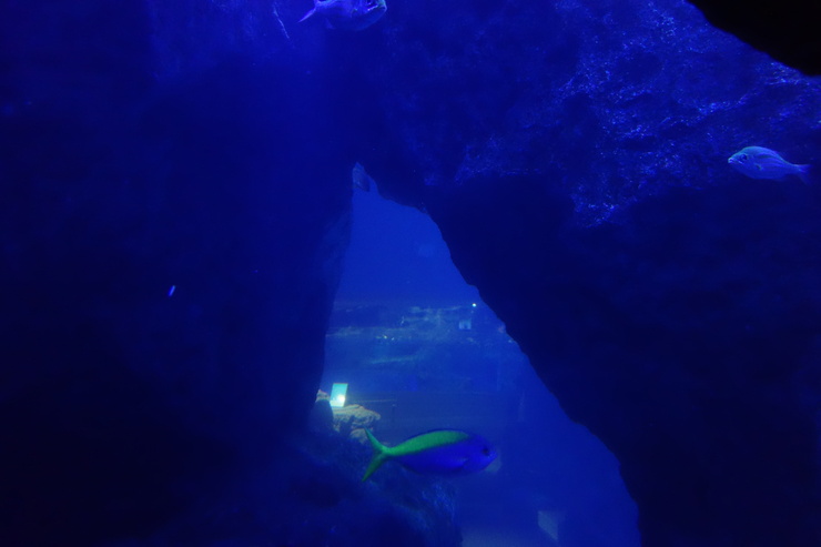 浅草をぶらぶら その21~すみだ水族館 その2_a0287336_131598.jpg