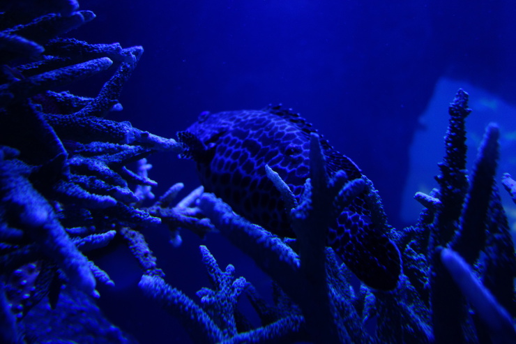浅草をぶらぶら その21~すみだ水族館 その2_a0287336_132109.jpg