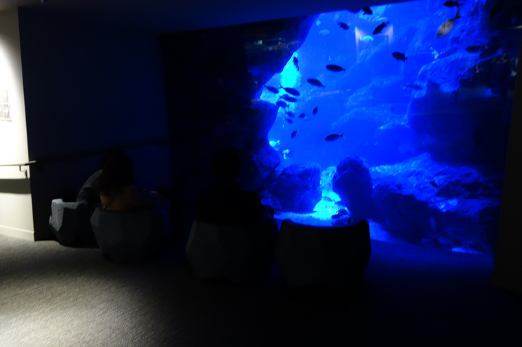 浅草をぶらぶら その21~すみだ水族館 その2_a0287336_1322678.jpg
