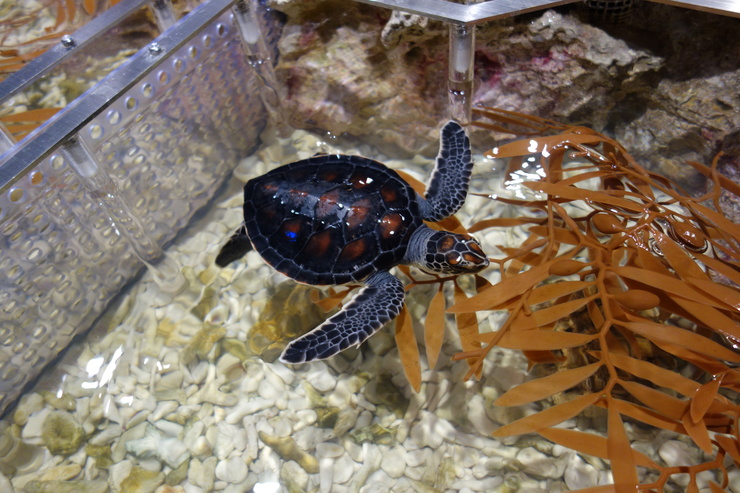 浅草をぶらぶら その21~すみだ水族館 その2_a0287336_1364923.jpg