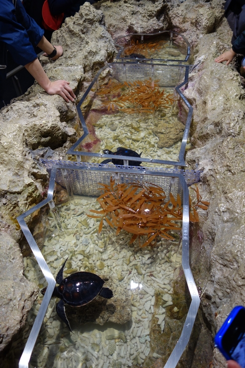 浅草をぶらぶら その21~すみだ水族館 その2_a0287336_136527.jpg