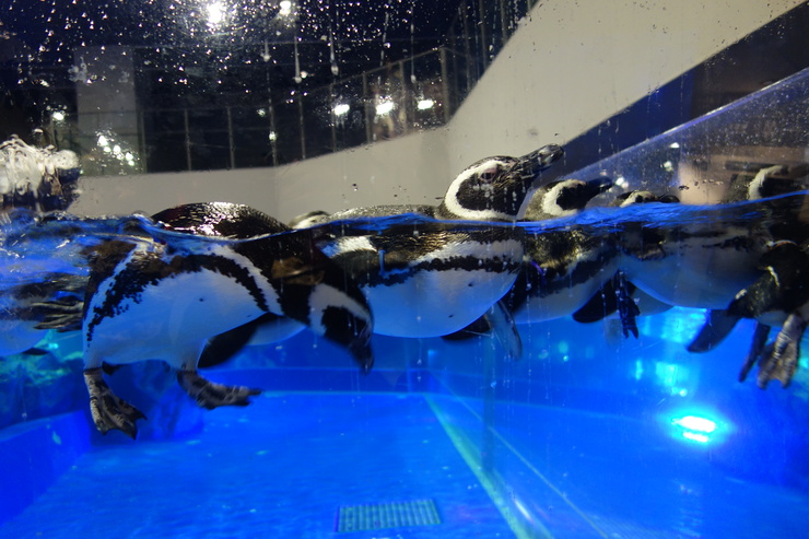 浅草をぶらぶら その21~すみだ水族館 その2_a0287336_1371331.jpg