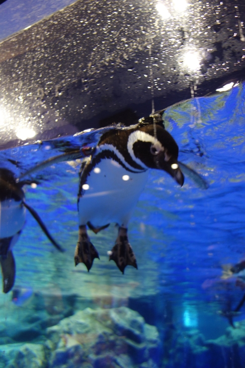 浅草をぶらぶら その21~すみだ水族館 その2_a0287336_1434720.jpg