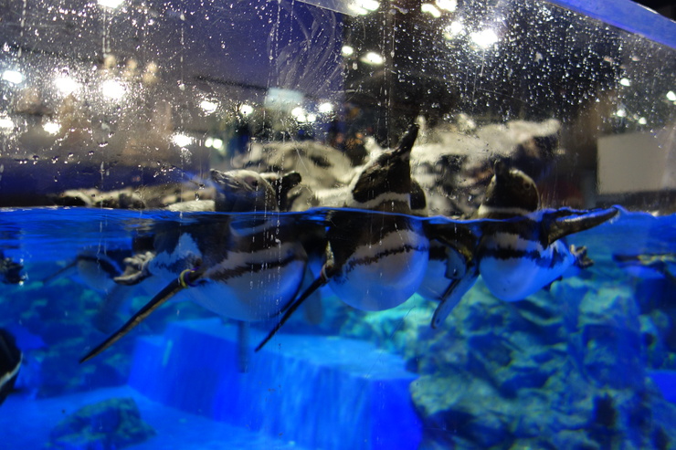 浅草をぶらぶら その21~すみだ水族館 その2_a0287336_1435919.jpg