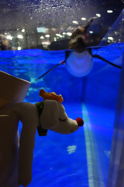 Penguin Cafe(ペンギンカフェ) すみだ水族館/カフェ~浅草をぶらぶら その22_a0287336_237371.jpg