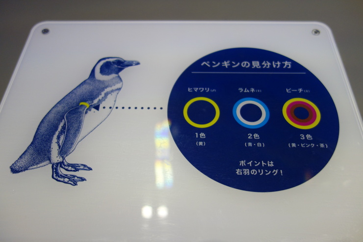 Penguin Cafe(ペンギンカフェ) すみだ水族館/カフェ~浅草をぶらぶら その22_a0287336_2521175.jpg