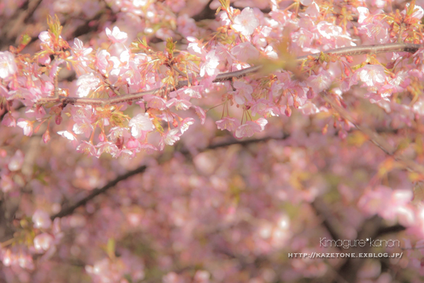 Baby cherry blossom**_b0197639_1851512.jpg