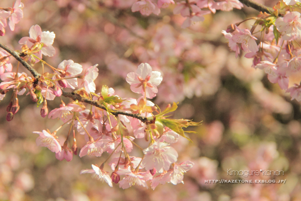 Baby cherry blossom**_b0197639_18532340.jpg