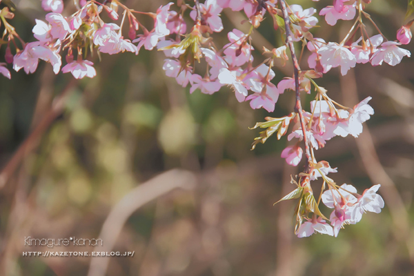 Baby cherry blossom**_b0197639_18534473.jpg