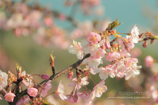 Baby cherry blossom**_b0197639_19101854.jpg