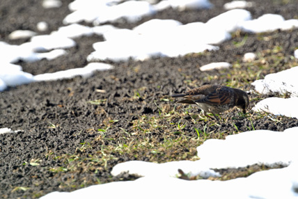 雪解けの畑のツグミ Dusky thrush_f0206939_2331252.jpg