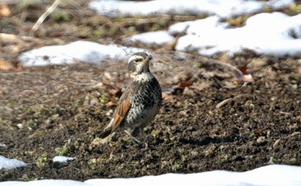 雪解けの畑のツグミ Dusky thrush_f0206939_23321397.jpg