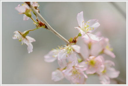 桜色のおもてなし　～パーティークラス_d0217944_15424255.png
