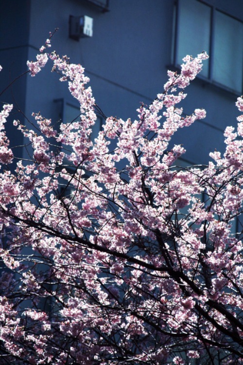 春の来る日の河津桜_d0041050_1010922.jpg