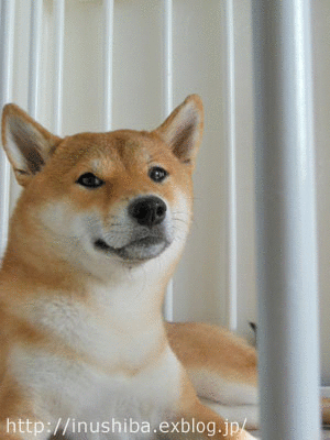 a0286855_1010542.gif