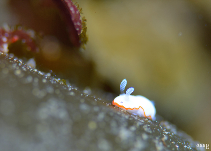 ブルーの海でウミウシ探し☆みなべ・田辺_e0158261_7304383.jpg