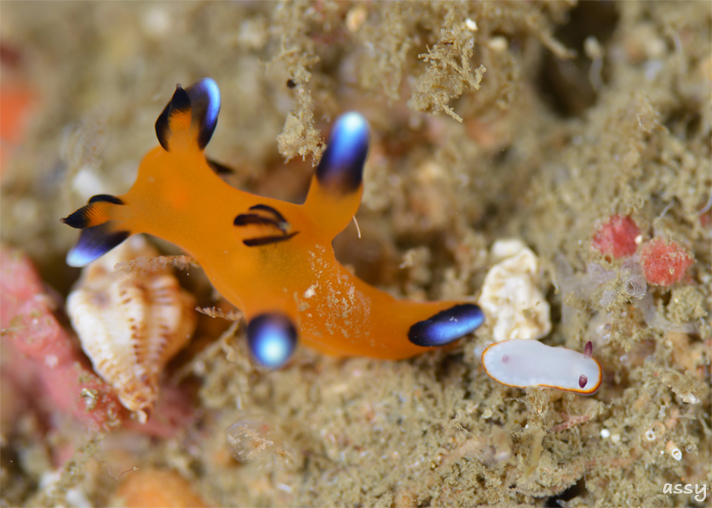 ブルーの海でウミウシ探し☆みなべ・田辺_e0158261_7304741.jpg