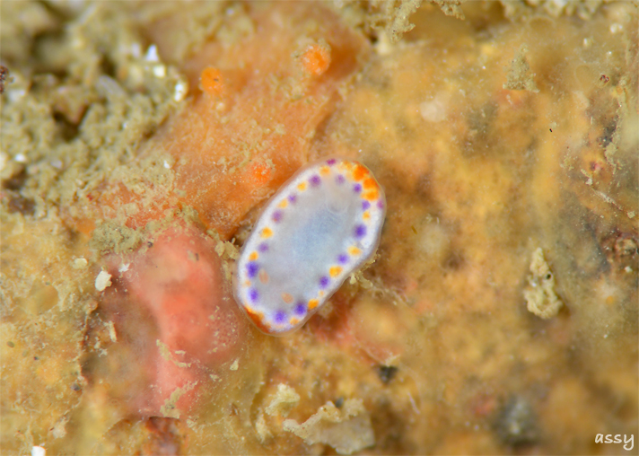 ブルーの海でウミウシ探し☆みなべ・田辺_e0158261_7305234.jpg