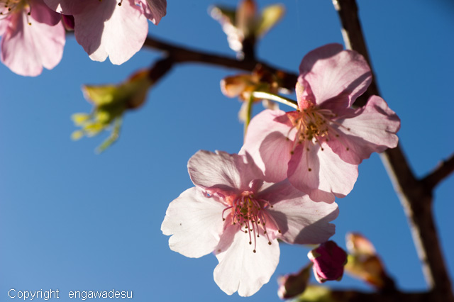 梅と桜と桃_d0012963_18271433.jpg