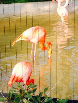 今日は動物園へ_e0322463_2385651.jpg