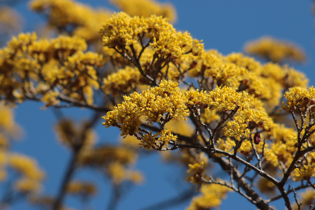 サンシュユの花_c0305565_18573508.jpg