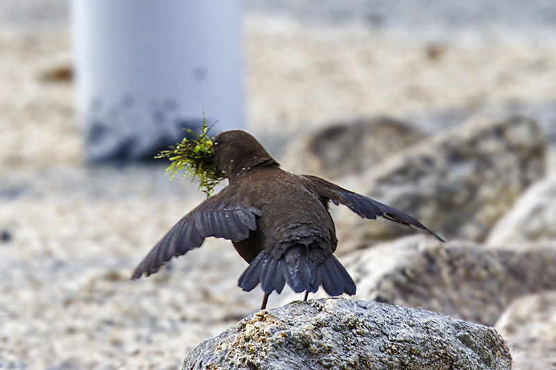 町内のカワガラス_e0289167_1832467.jpg