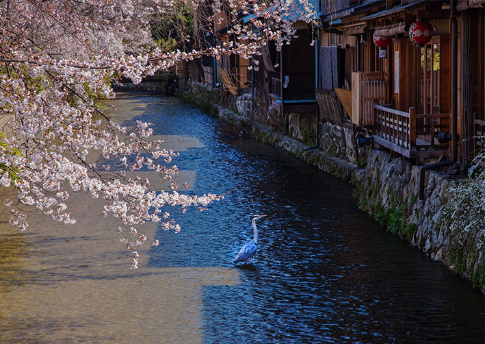 京都　祇園　新橋_c0153969_21244357.jpg