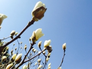 白い花とクリアな日々***_e0290872_21321558.jpg