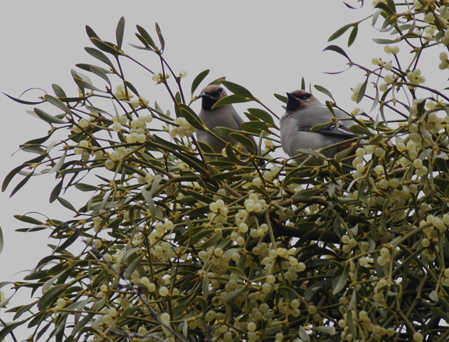 続　ヒレンジャク　Japanese Waxwing_b0227680_16542065.jpg