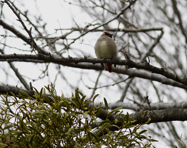 続　ヒレンジャク　Japanese Waxwing_b0227680_16542986.jpg