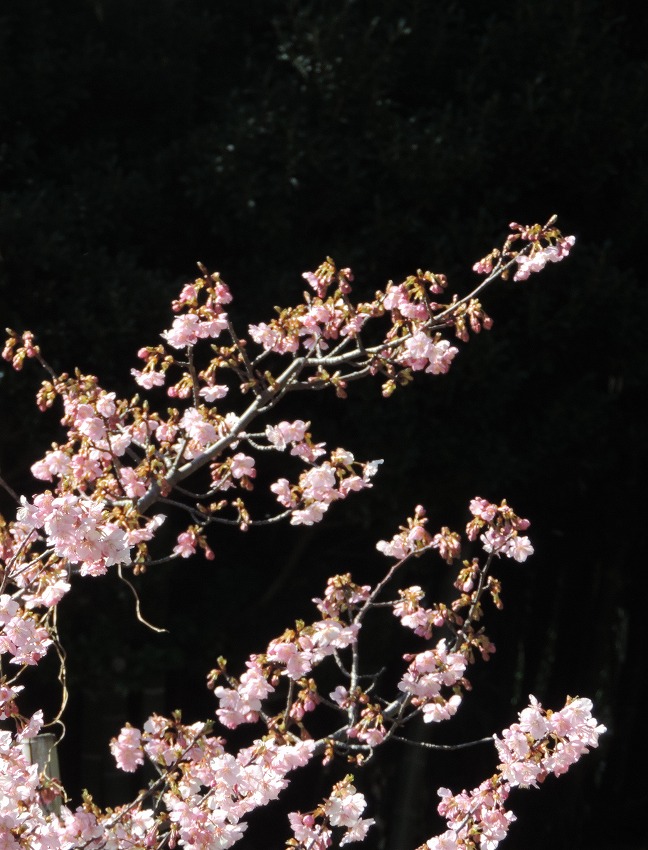 山茱萸の花など_c0187781_19491239.jpg