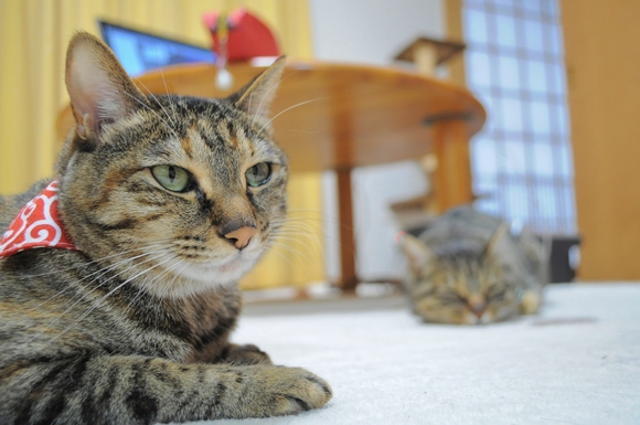 猫生いろいろ_a0126590_10144835.jpg