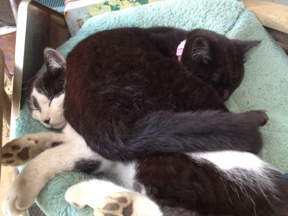 猫生いろいろ_a0126590_939454.jpg