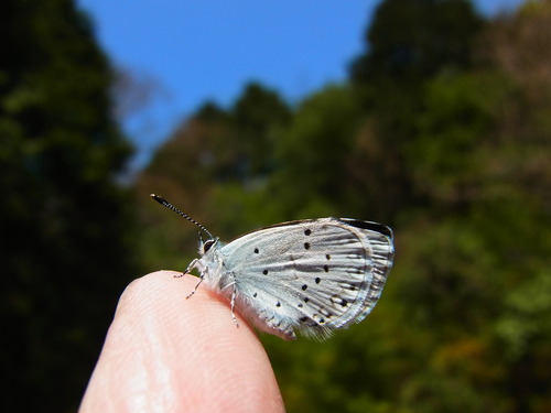 上天草でルリシジミと遊ぶ_a0214490_19375056.jpg