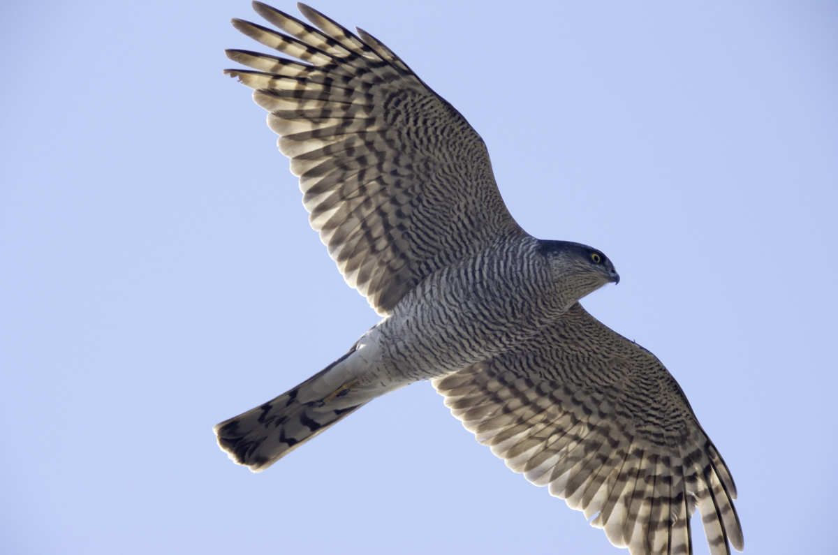 Mf027 多摩丘陵発 鳥 空 興味 Mf027 多摩丘陵発 鳥 空 興味