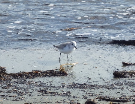 明日は、小松の渚で浜歩き_a0125598_20093318.jpg