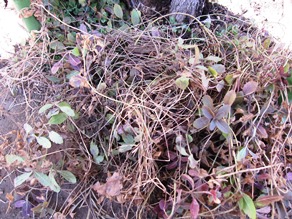 c0117898_21240106.jpg