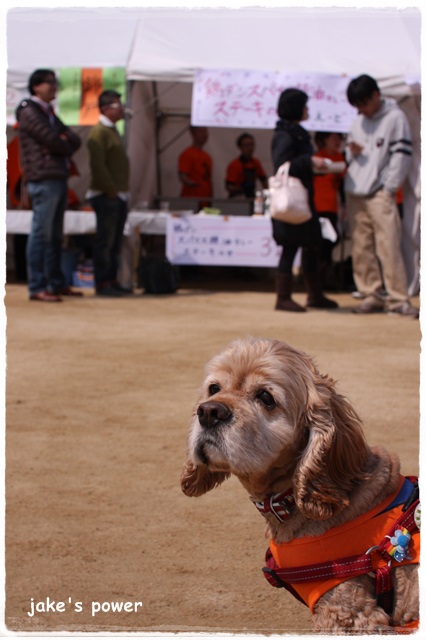 立ちあカーレー osakaid2014 _d0154129_17444628.jpg