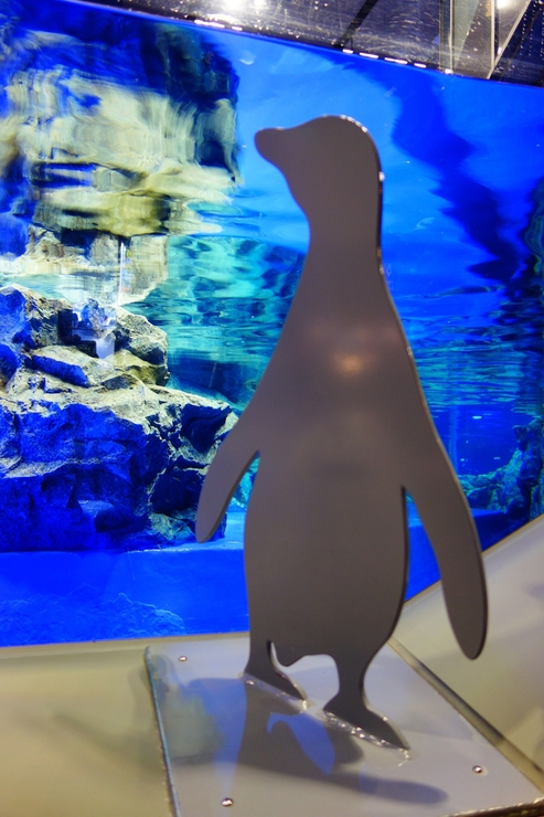 浅草をぶらぶら その23~すみだ水族館 ペンギンもぐもぐタイム_a0287336_12113929.jpg