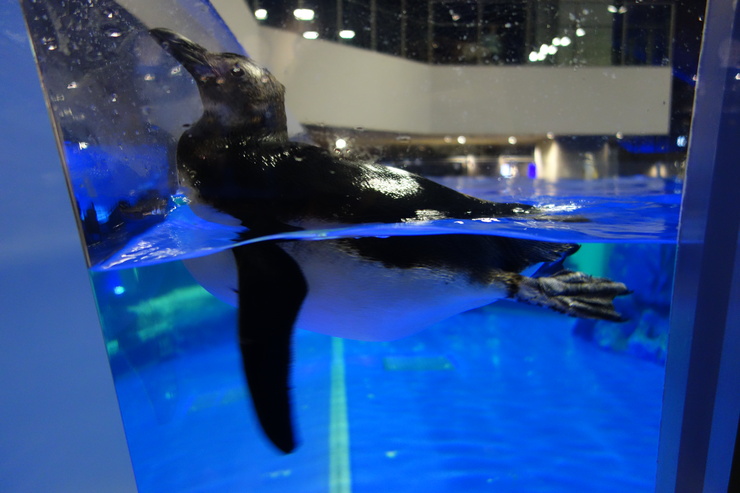 浅草をぶらぶら その23~すみだ水族館 ペンギンもぐもぐタイム_a0287336_12123344.jpg