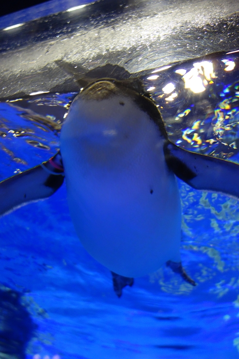 浅草をぶらぶら その23~すみだ水族館 ペンギンもぐもぐタイム_a0287336_12125652.jpg