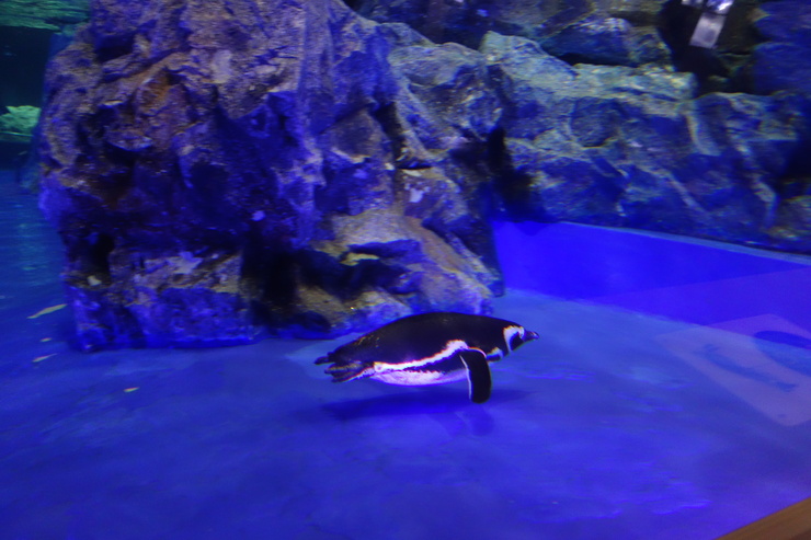 浅草をぶらぶら その23~すみだ水族館 ペンギンもぐもぐタイム_a0287336_12155845.jpg
