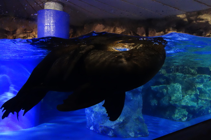 浅草をぶらぶら その23~すみだ水族館 ペンギンもぐもぐタイム_a0287336_12192915.jpg