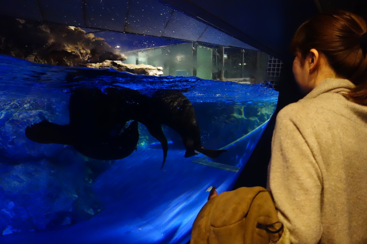 浅草をぶらぶら その23~すみだ水族館 ペンギンもぐもぐタイム_a0287336_1219821.jpg
