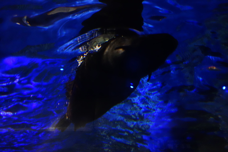 浅草をぶらぶら その23~すみだ水族館 ペンギンもぐもぐタイム_a0287336_12214222.jpg