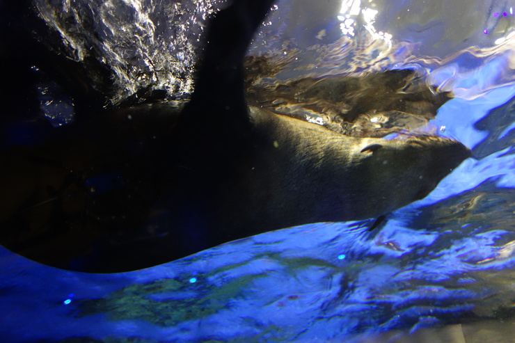 浅草をぶらぶら その23~すみだ水族館 ペンギンもぐもぐタイム_a0287336_12215711.jpg